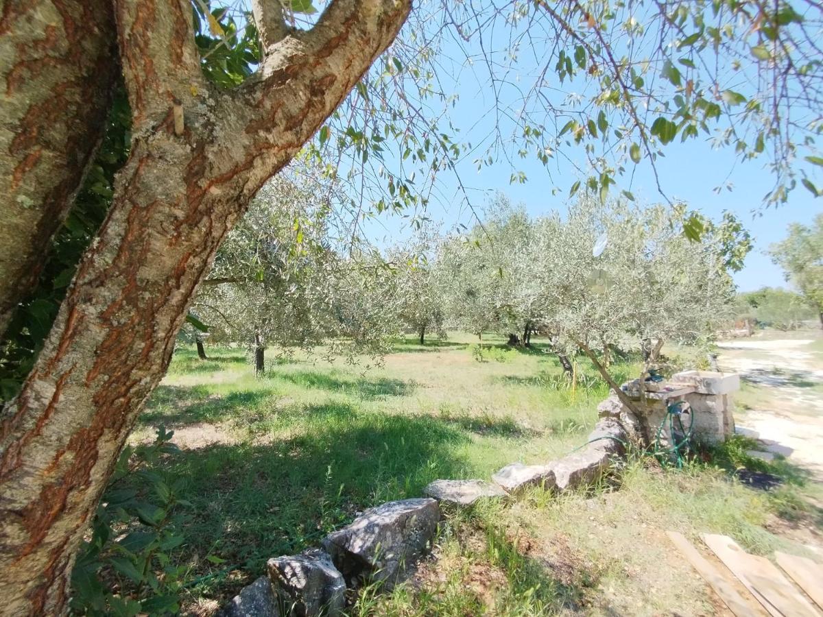 Marti'S House In The Olive Grove Apartment Fazana Bagian luar foto
