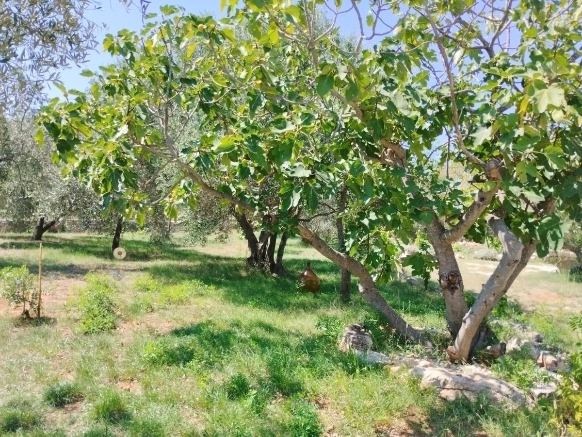 Marti'S House In The Olive Grove Apartment Fazana Bagian luar foto