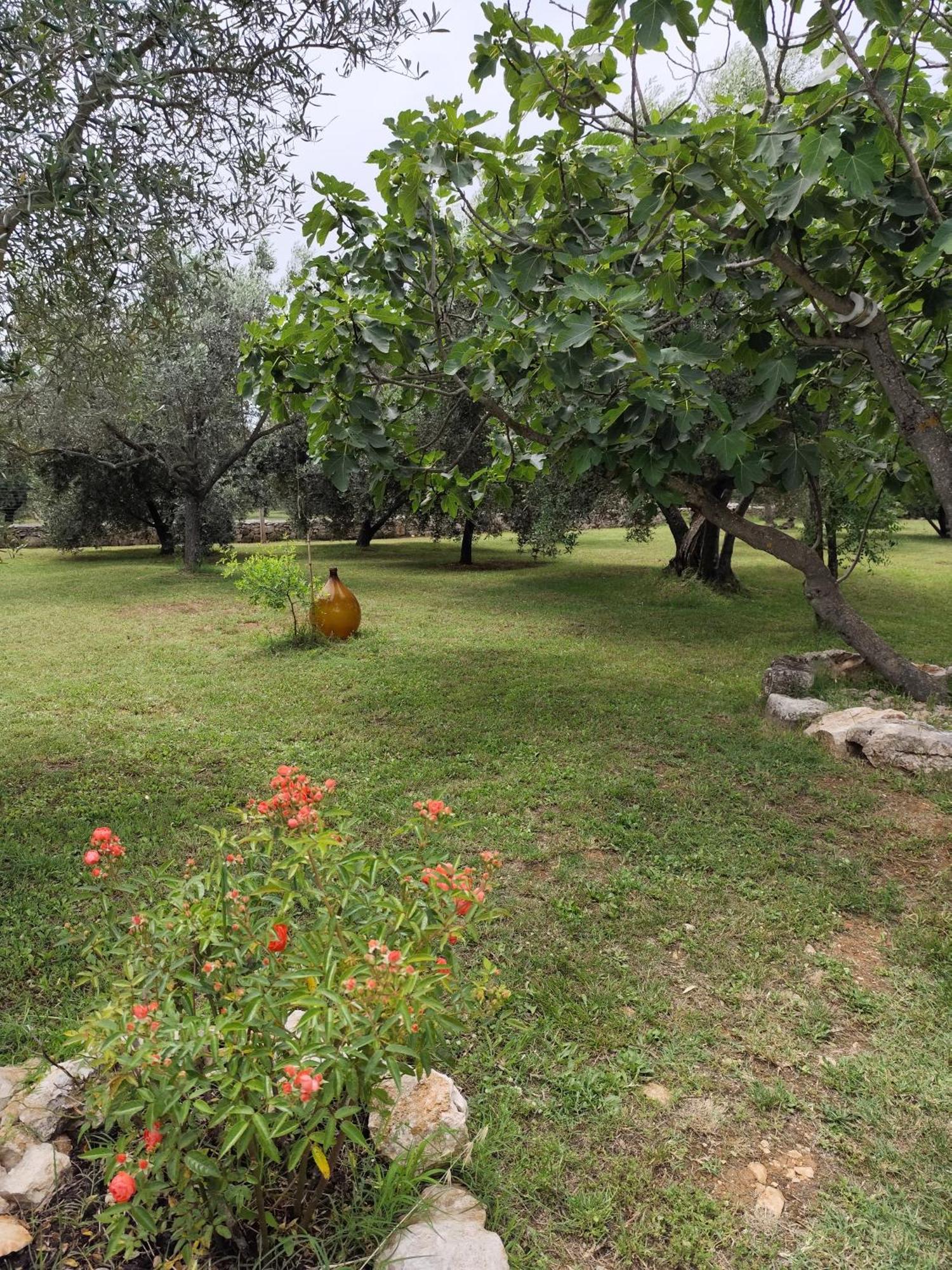 Marti'S House In The Olive Grove Apartment Fazana Bagian luar foto