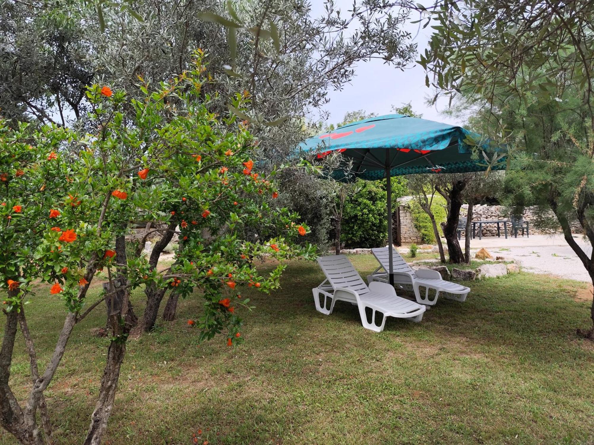 Marti'S House In The Olive Grove Apartment Fazana Bagian luar foto